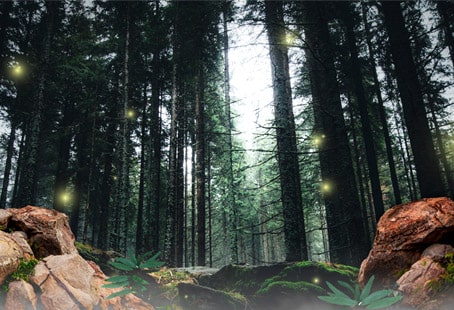 Bosque mágico