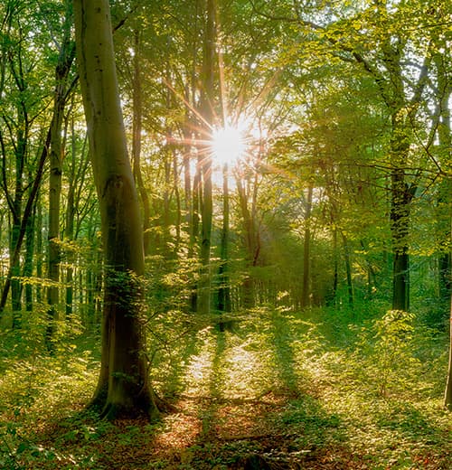 Huasca Sierra Verde - Bosque mágico